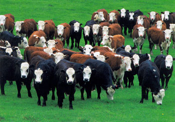 herd-of-cows.jpg